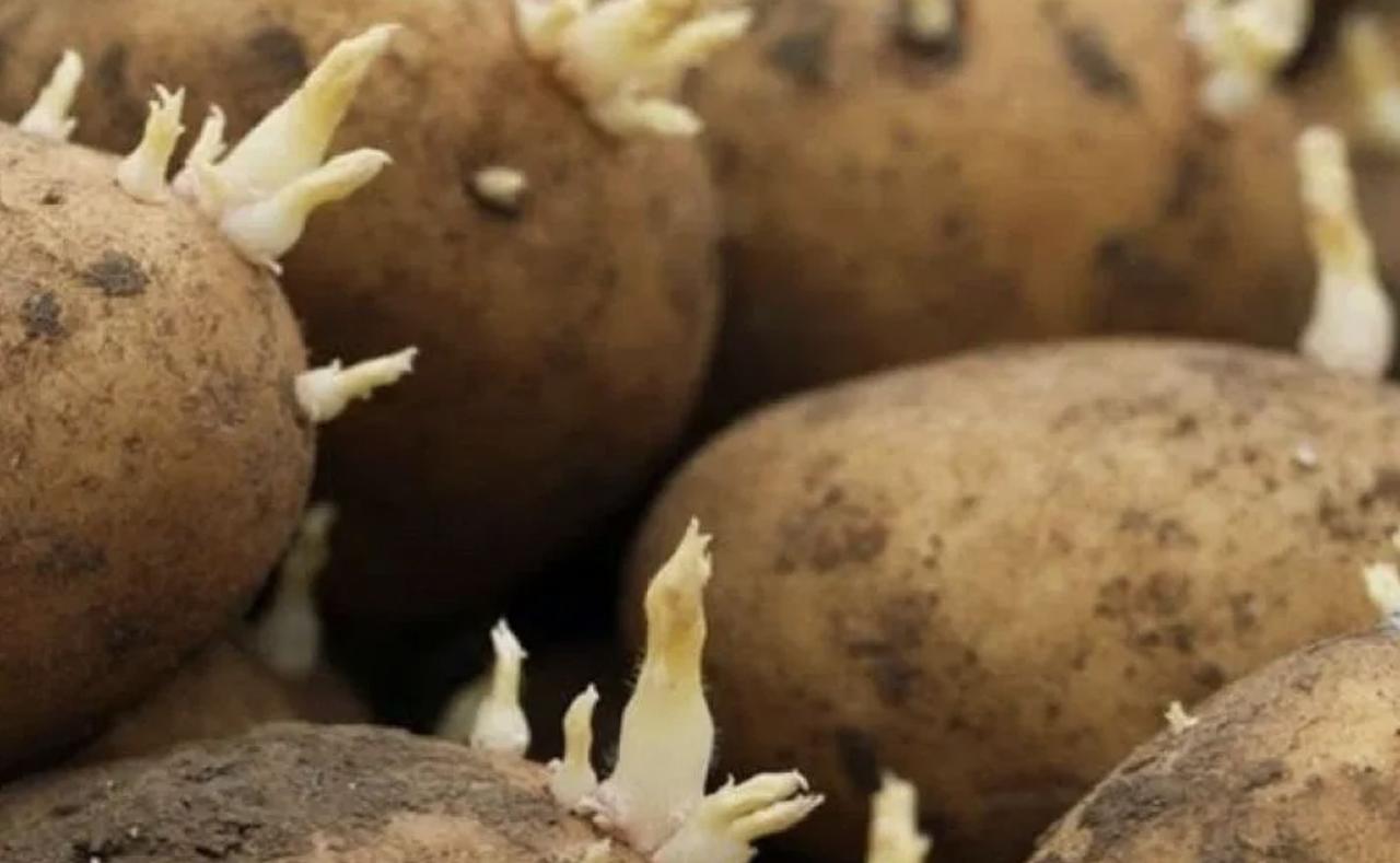 Patatas germinando